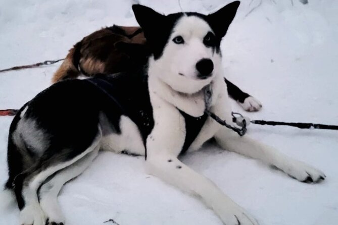 Husky Sledding Ride in Levi 5 KM - Additional Information