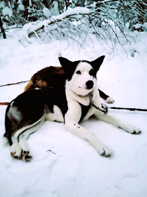 Husky Sledding Ride in Levi 5 KM - Good To Know