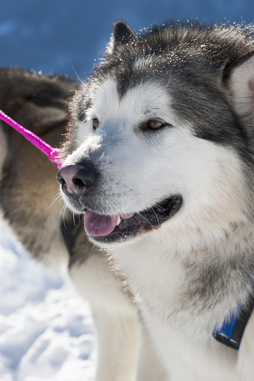 Husky Sledding Ride in Levi 5 KM - Inclusion and Exclusions