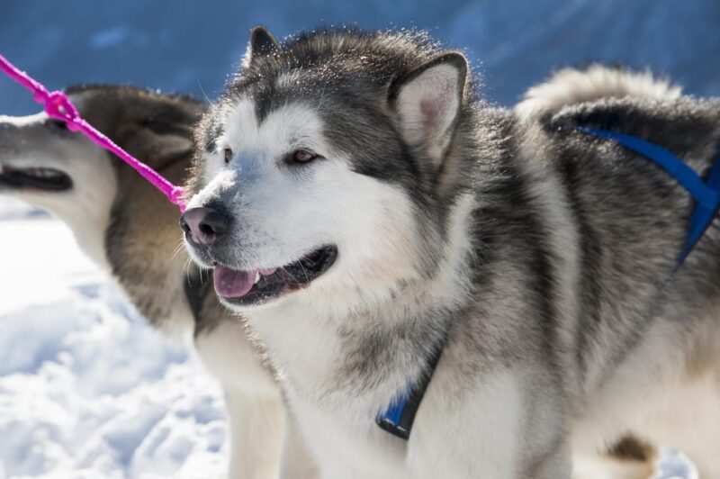 Husky Sledding Ride in Levi 5 KM - Meeting Information