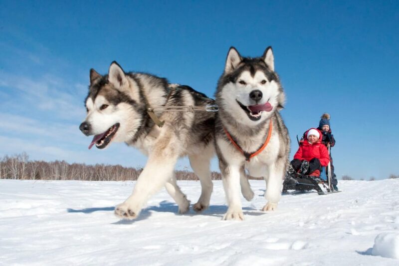 Husky Sledding Ride in Levi 5 KM - Additional Tips