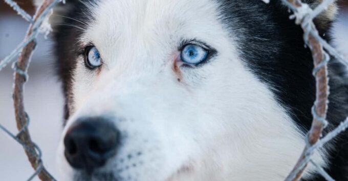 Husky Sledding Ride in Levi 5 KM - Frequently Asked Questions