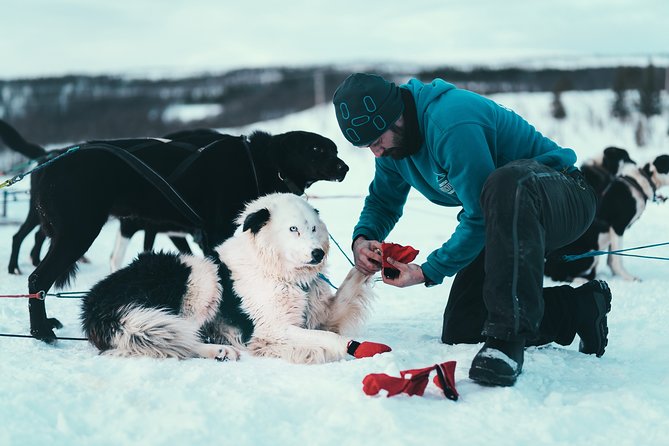Husky Sledding Self-Drive Adventure in Tromso - Recommended Fitness Level