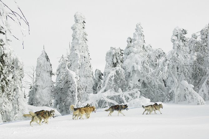 Husky Sledding Tour - Good To Know