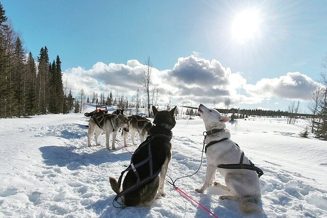 Husky Sledding Tour - Inclusions