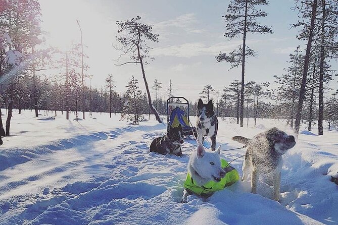 Husky Sledding Tour - Accessibility and Participation