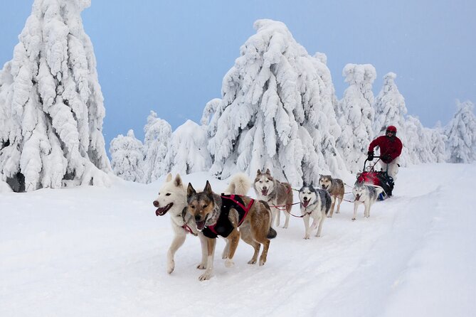 Husky Sledding Tour - Booking Information