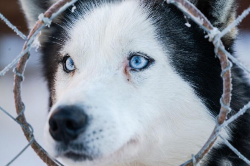 Husky Tour Experience in Levi - Activity Overview
