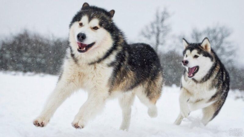 Husky Tour Experience in Levi - Experience Highlights