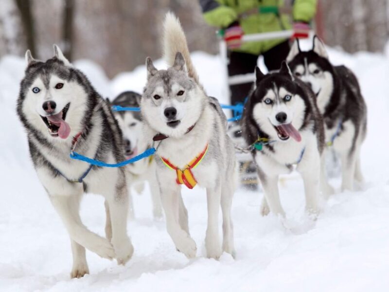 Husky Tour Experience in Levi - Inclusion and Services