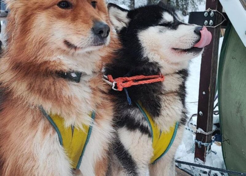 Husky Tour Experience in Levi - Safety Briefing and Preparation