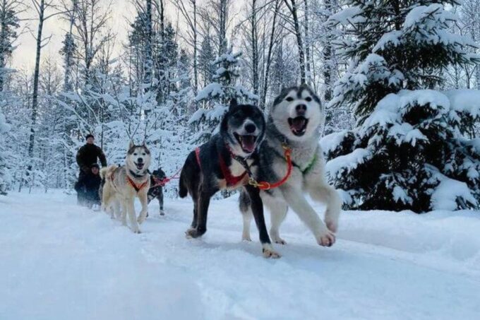 Husky Tour Experience in Levi - Dog Sledding Journey