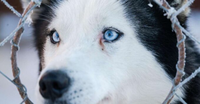 Husky Tour Experience in Levi - Sum Up