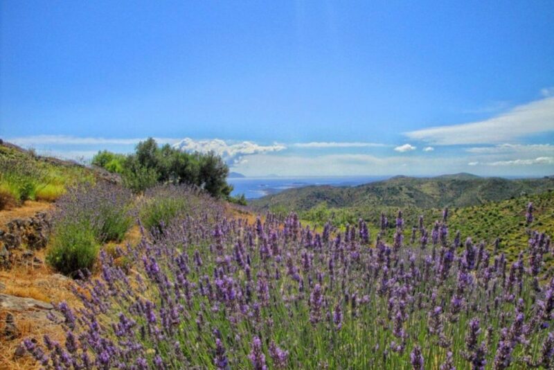 Hvar: Island Tour With Wine and Olive Oil Tasting - Good To Know