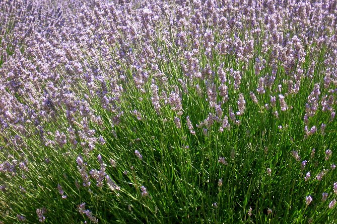 Hvar Lavender Small Group Tour - Interacting With Local Farmers
