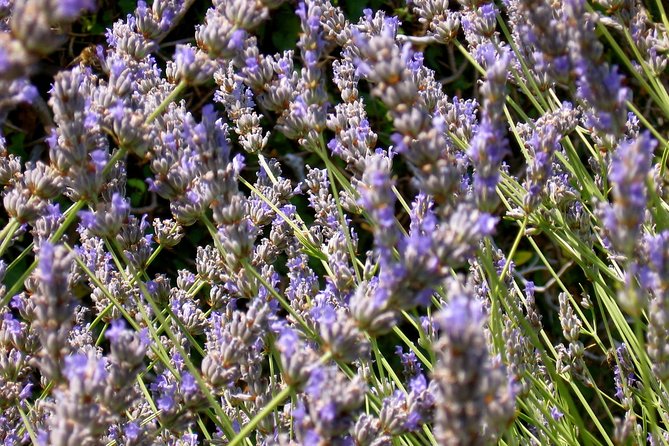 Hvar Lavender Small Group Tour - Capturing Stunning Lavender Landscapes