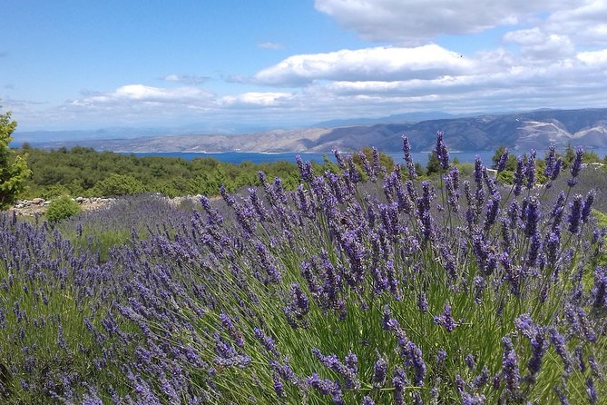 Hvar Lavender Tour - Inclusions