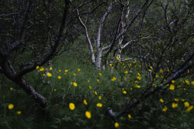 Hvolsvöllur: Private Thorsmork Guided Day Hike by Super Jeep - Exploring Thorsmork Valley