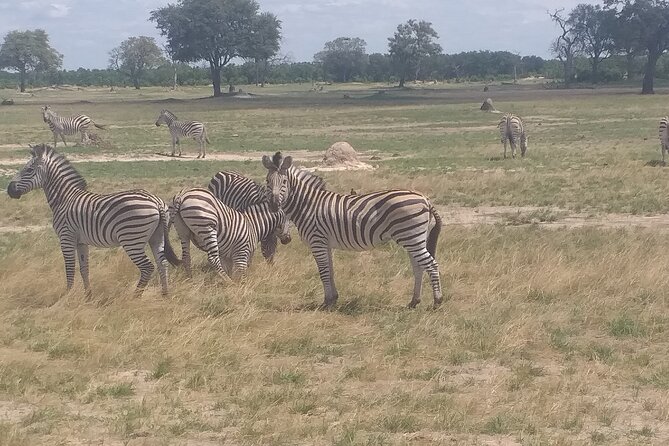 Hwange National Park Full Day Trip - Itinerary and Activities Included