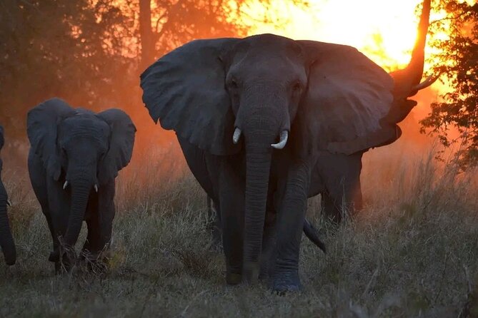 Hwange National Park Full Day Trip - Guest Reviews and Testimonials