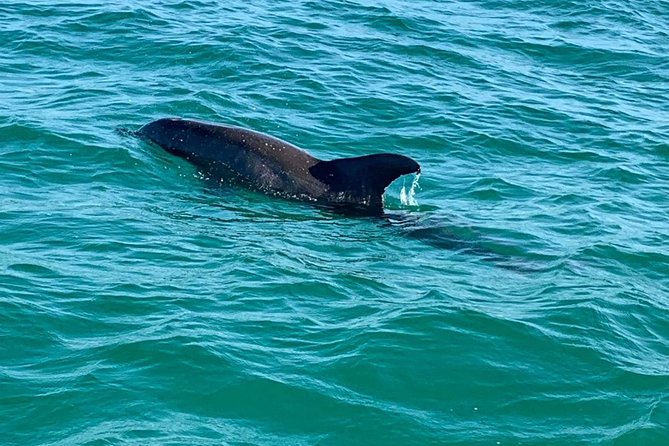 Hydrojet Dolphin Cruise in Destin FL - Reviews and Ratings