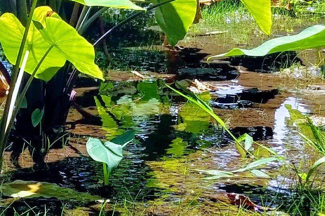 Iao Needle Gardens Streams Rainforest Walk & Bg Green Seaturtles - Transportation and Meeting Details