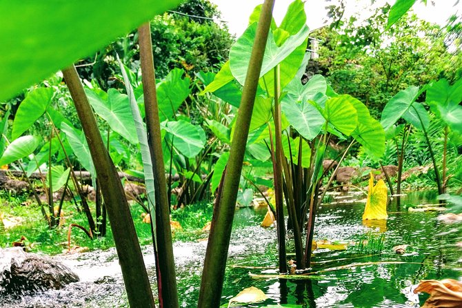 Iao Needle Gardens Streams Rainforest Walk & Bg Green Seaturtles - Dining Options