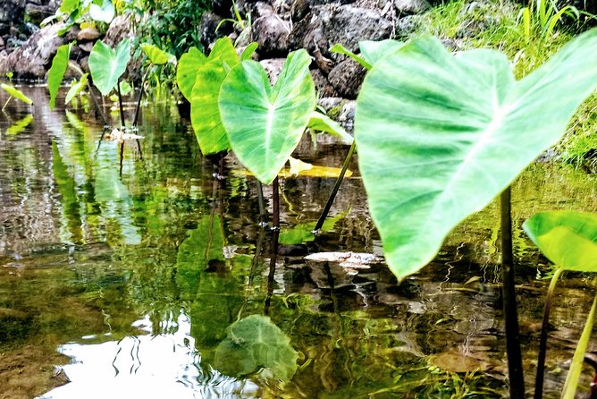 Iao Needle Gardens Streams Rainforest Walk & Bg Green Seaturtles - Reviews and Feedback