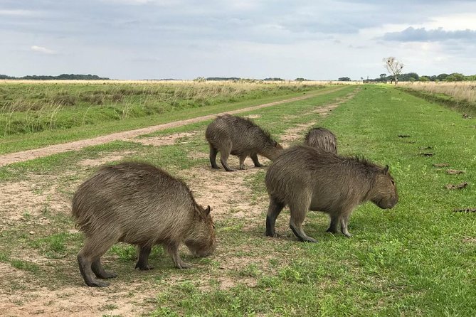 Ibera Safari - Safari Experience and Activities