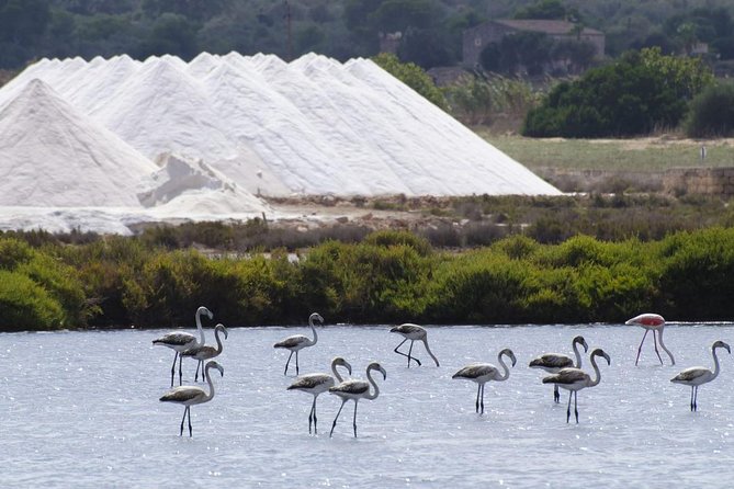 Ibiza Island Tour: Punta Arabi Local Market - Suitability and Product Details