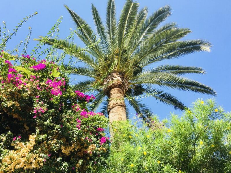 Ibiza: Old Town Guided Walking Tour - Key Points