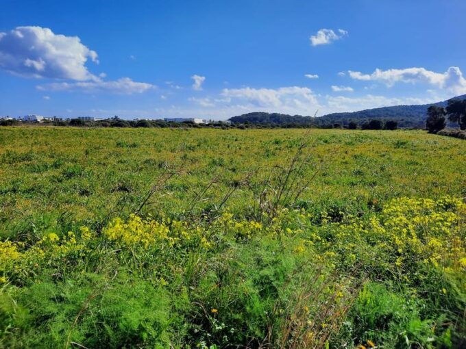 Ibiza: Salines Bike Tour to See Flamingos and Salt - Participant Requirements and Recommendations