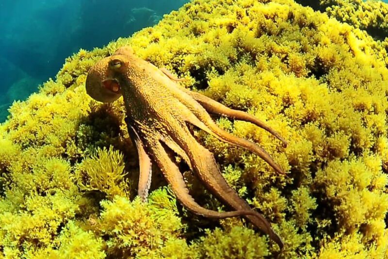 Ibiza Scuba Diving for Beginners and Snorkeling - Target Audience