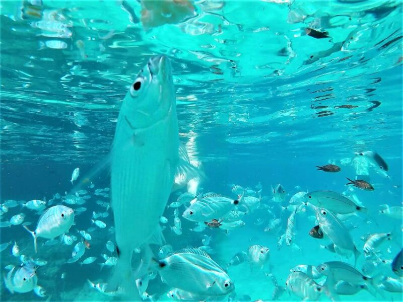 Ibiza: Snorkeling and SUP Paddle, Beach and Cave Boat Tour - Admire the Magical Sunset