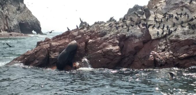 Ica: Ballestas Island & Paracas Reserve Private Tour - Discovering Paracas Reserve