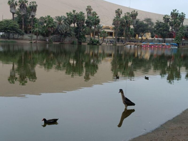 ICA: City Tour of Ica and Huacachina - Itinerary Highlights