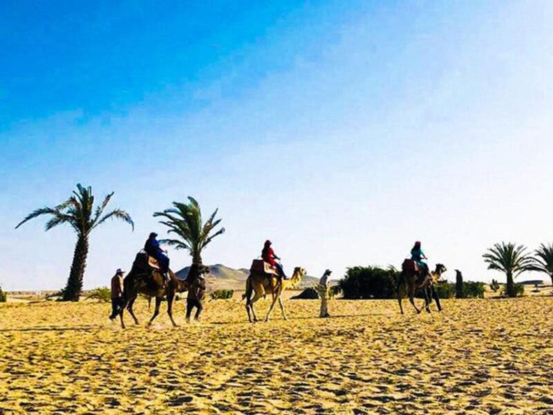 Ica: Dromedaries | Swimming Pool, Games, Mini-Farm | - Key Points