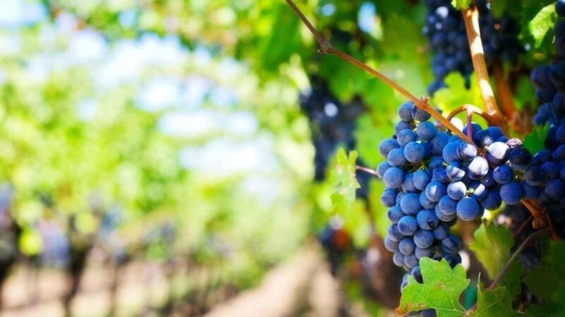 Ica || Pisco and Wine Tour With Desert Trip - Tour Highlights