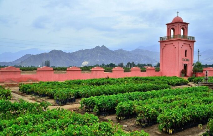 Ica: Pisco Wineries and Vineyards Day Tour - Oldest Vineyard in South America
