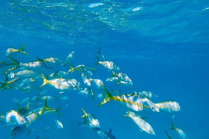 Icacos Island All-Inclusive Snorkel and Boat Tour - Frequently Asked Questions