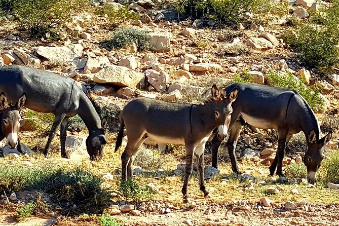 Ice Cream Afternoons in the Red Rock Canyon - Travelers Considerations and Accessibility Concerns