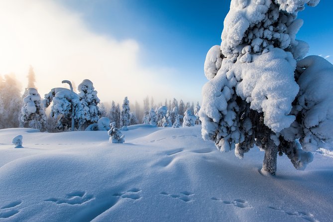 Ice Fishing From Rovaniemi - Key Points