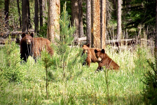 Icefields Parkway Highlights & Secrets | Award-Winning Adventure - Highlights of Banff and Jasper National Parks