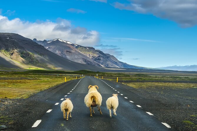 Iceland Stopover: South Shore Tour - Contact Information