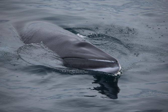 Iceland Super Saver: Northern Lights Cruise Plus Whale-Watching Tour From Reykjavik - Included Amenities