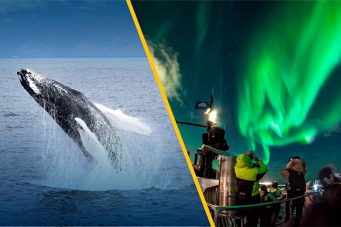 Iceland Super Saver: Northern Lights Cruise Plus Whale-Watching Tour From Reykjavik - Tour Schedule