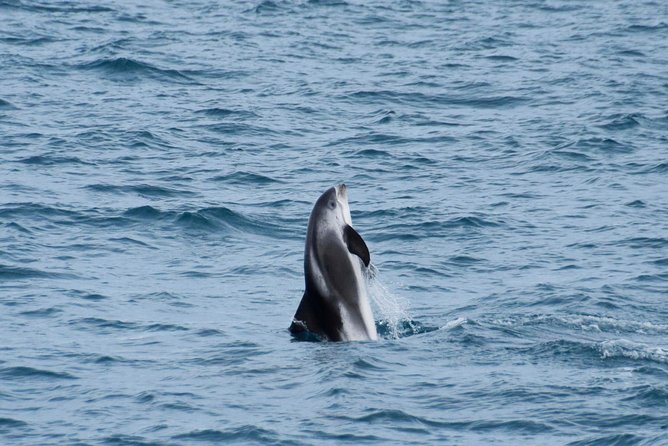 Iceland Super Saver: Northern Lights Cruise Plus Whale-Watching Tour From Reykjavik - Weather Considerations