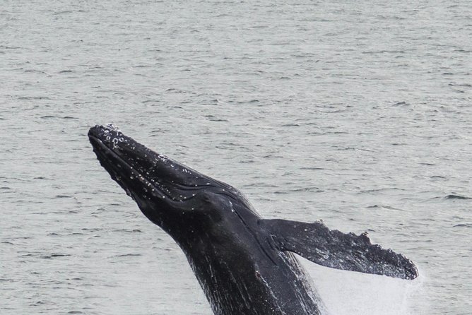 Iceland Super Saver: Northern Lights Cruise Plus Whale-Watching Tour From Reykjavik - Repeat Tour Options