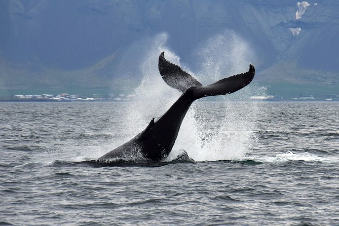 Iceland Super Saver: Puffin Cruise Plus Whale-Watching Tour From Reykjavik - Marine Life Sightings