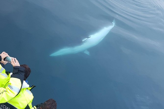 Iceland Super Saver: Puffin Cruise Plus Whale-Watching Tour From Reykjavik - Additional Amenities